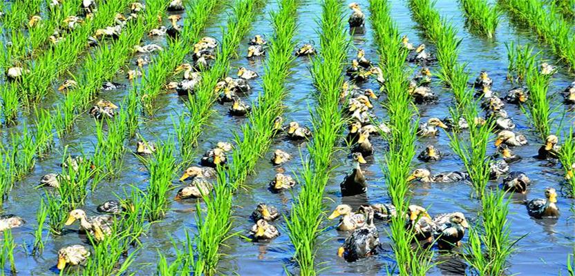 現(xiàn)代農(nóng)業(yè)發(fā)展情況調(diào)研報告